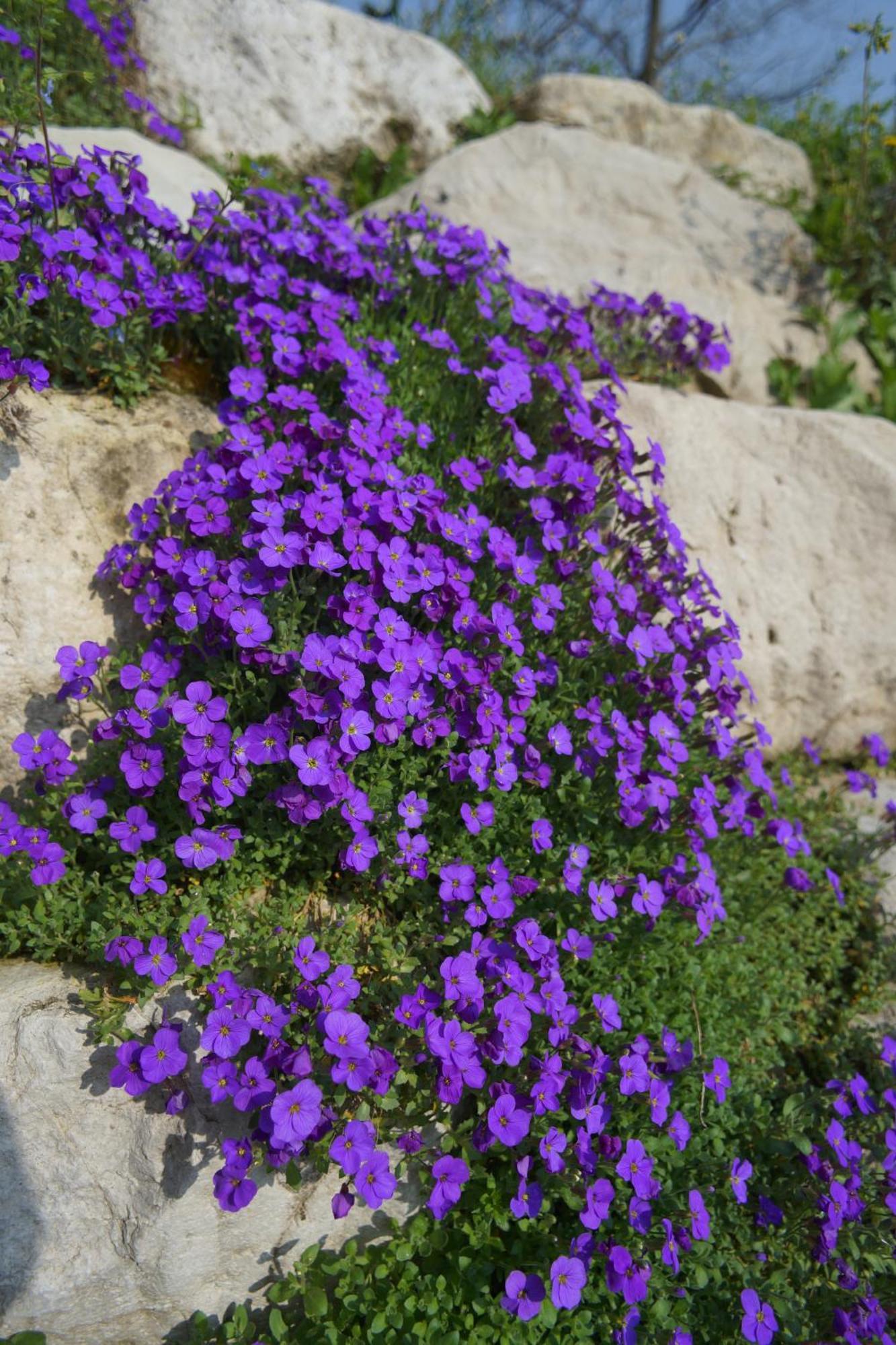 Nikolas' Valley Cornuda Ngoại thất bức ảnh